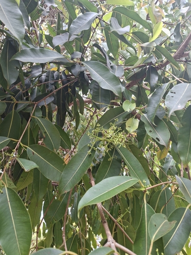 Syzygium cumini observed 2026-10-25