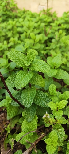 Mentha spicata observed 2026-10-27