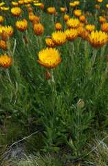 Xerochrysum subundulatum