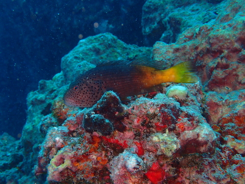 Paracirrhites forsteri observed 2026-10-27