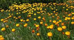 Xerochrysum subundulatum