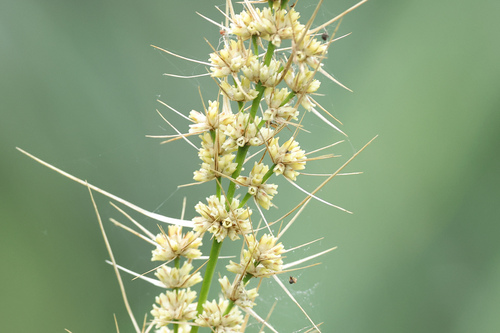 Lomandra longifolia observed 2026-10-27