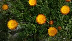 Xerochrysum subundulatum