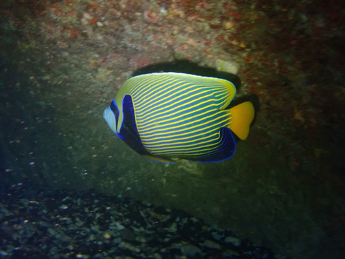 Pomacanthus imperator observed 2026-10-27