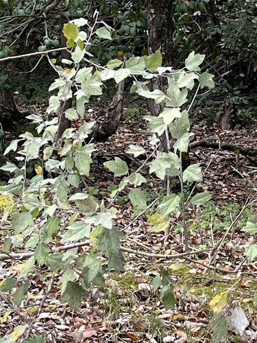 Populus alba, 2026-10-27