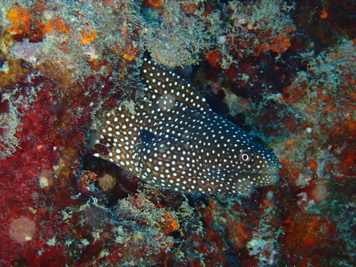 Gymnothorax observed 2026-10-27