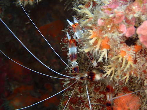 Stenopus hispidus observed 2026-10-27