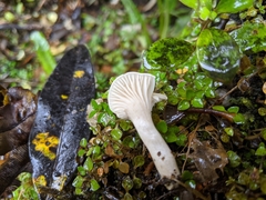 Camarophyllus impurus