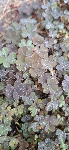 Oxalis corniculata observed 2026-10-27