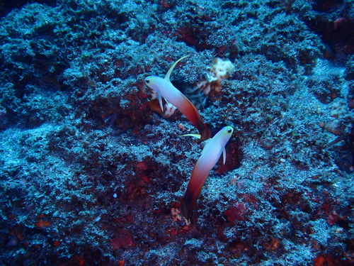 Nemateleotris magnifica observed 2026-10-27