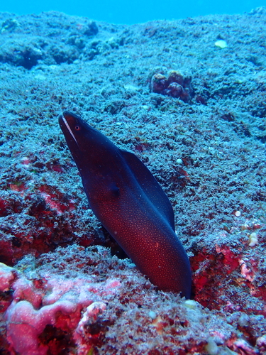 Gymnothorax observed 2026-10-27