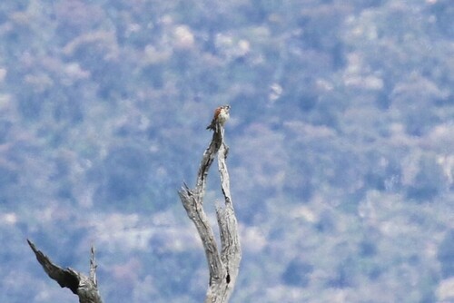 Falco cenchroides observed 2026-10-27