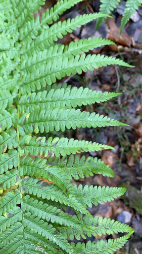 Dryopteris filix-mas observed 2026-10-27