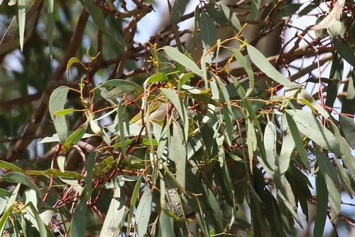 Zosterops lateralis observed 2026-10-27