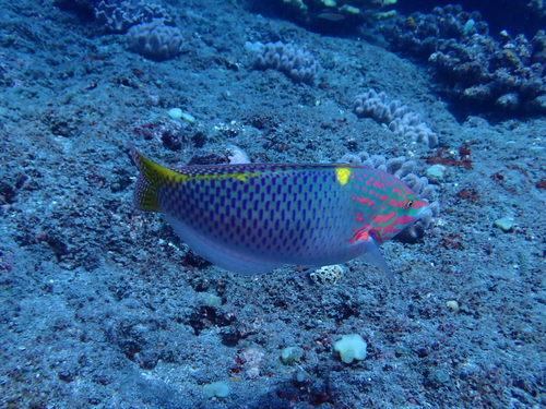 Halichoeres hortulanus observed 2026-10-27