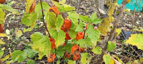 Physalis observed 2026-10-27