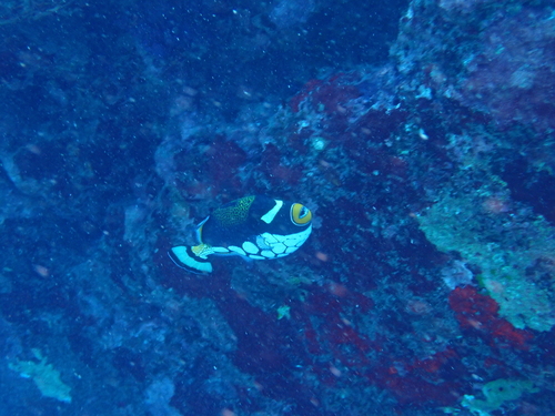 Balistes observed 2026-10-27