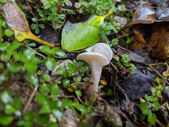 Camarophyllus impurus