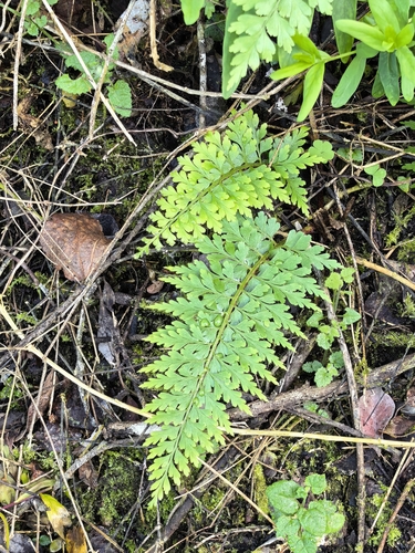 Asplenium aethiopicum observed 2026-10-23