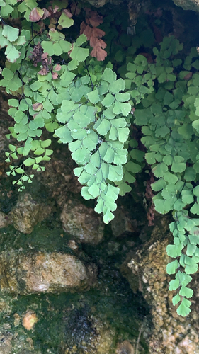 Adiantum capillus-veneris observed 2026-10-27