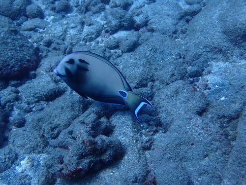 Acanthurus observed 2026-10-27