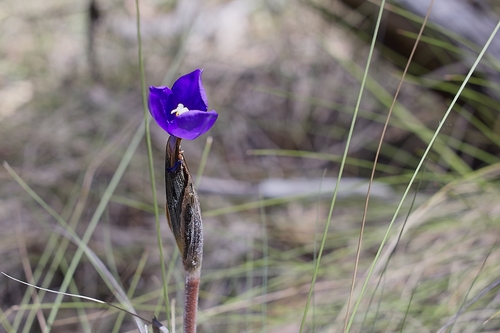 Patersonia observed 2026-10-27