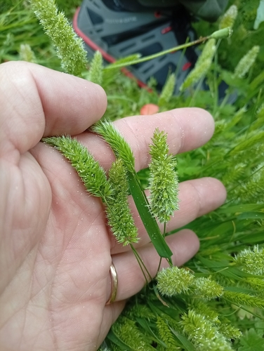 Rostraria cristata observed 2026-10-24