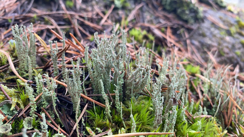 Cladonia observed 2026-10-27