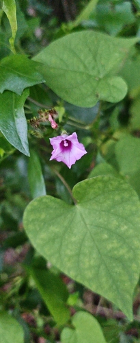 Ipomoea triloba observed 2026-10-27