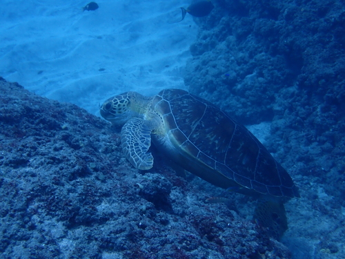 Euchelus observed 2026-10-27