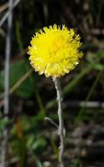 Coronidium gunnianum