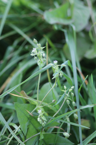 Cerastium observed 2026-10-27