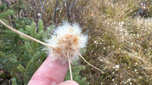 Eriophorum observed 2026-10-26