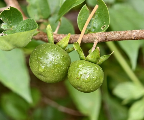 Diospyros observed 2026-10-27