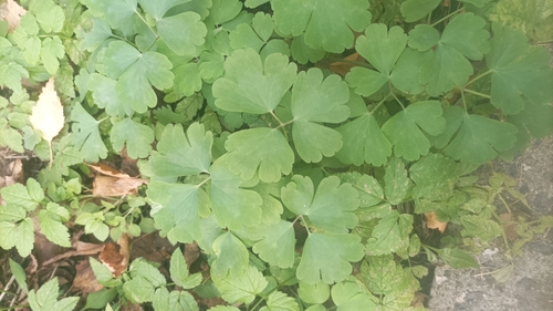 Aquilegia vulgaris, 2026-10-27