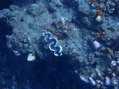 Tridacna observed 2026-10-27