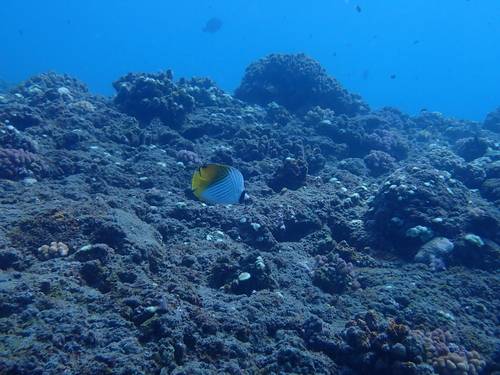 Chaetodon auriga observed 2026-10-27