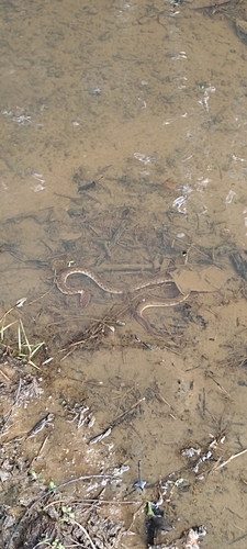 Xenochrophis piscator observed 2026-10-27