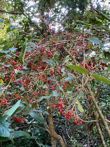 Viburnum luzonicum observed 2026-10-27