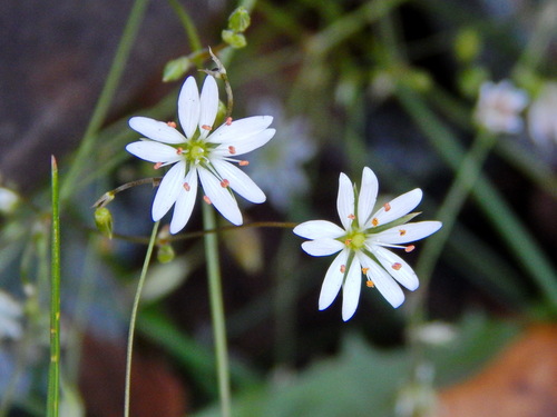 Gramineae observed 2026-10-26