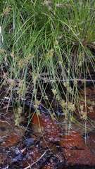 Juncus effusus effusus