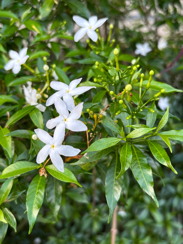 Tabernaemontana divaricata observed 2026-10-26