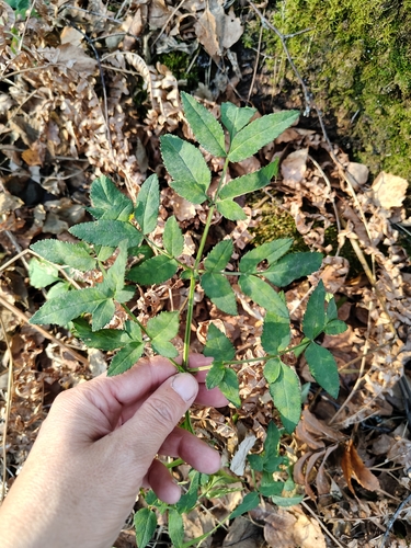 Angelica sylvestris observed 2026-10-25