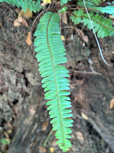 Nephrolepis observed 2026-10-26
