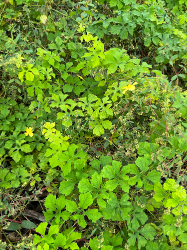 Momordica charantia observed 2026-10-27