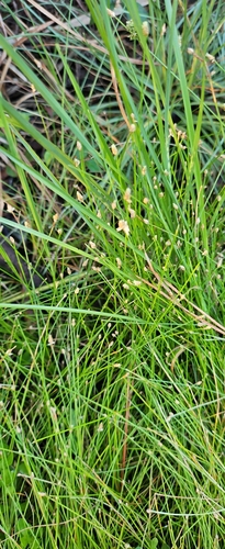 Eleocharis geniculata observed 2026-10-27