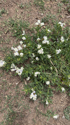 Heliotropium amplexicaule observed 2026-10-25