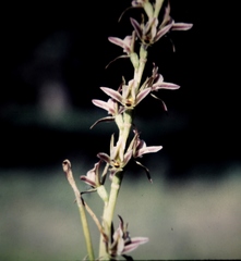 Prasophyllum campestre