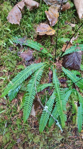 Struthiopteris spicant, 2026-10-27