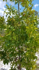 Quercus laevis image